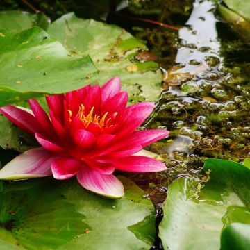 Nymphaea Attraction - Water Lily