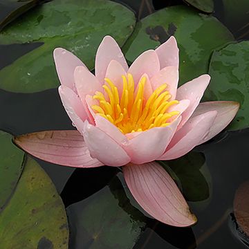 Nymphaea Berthold