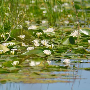 Nymphaea candida