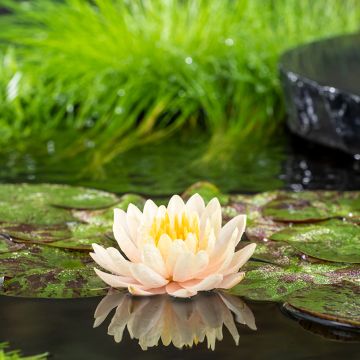 Nymphaea Clyde Ikins - Water Lily