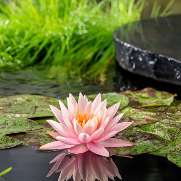 Nymphaea Colorado - Water Lily