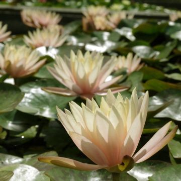 Nymphaea Cynthia Ann