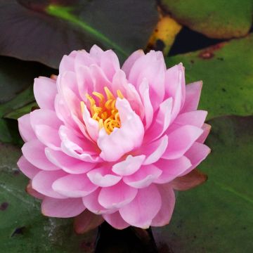 Nymphaea Dahlia