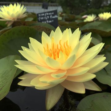 Nymphaea Double Yellow