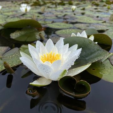 Nymphaea Colonel A.J. Welch - Nénuphar jaune