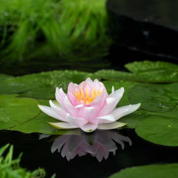 Nymphaea Colonel A.J. Welch - Water Lily