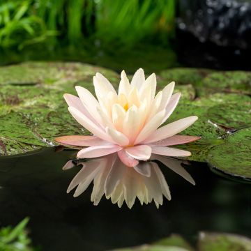Nymphaea Mangkala Ubol - Water Lily