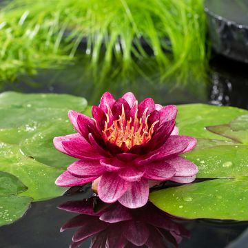 Nymphaea Almost Black - Water Lily