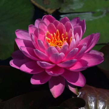Nymphaea Fire Opal - Water Lily