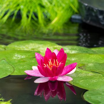 Nymphaea Pygmaea Rubra - Water Lily