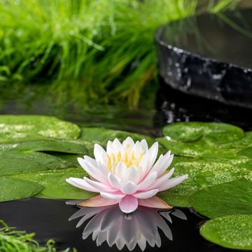 Nymphaea Colonel A.J. Welch - Water Lily