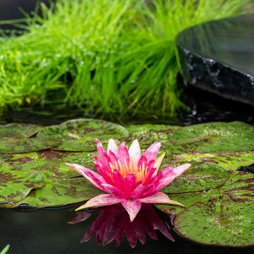 Nymphaea Red Spider - Water Lily