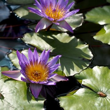 Nymphaea Colonel A.J. Welch - Nénuphar jaune