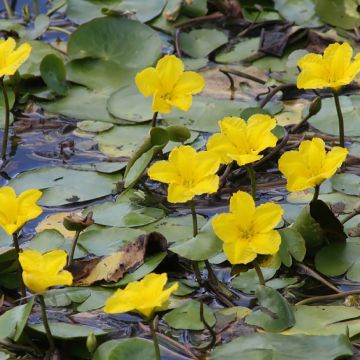 Nuphar lutea - Nénuphar jaune  