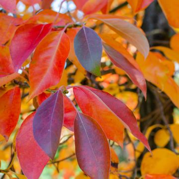 Nyssa sylvatica Red Rage - Tupelo