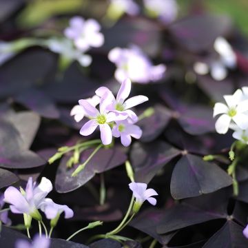 Oxalis triangularis 