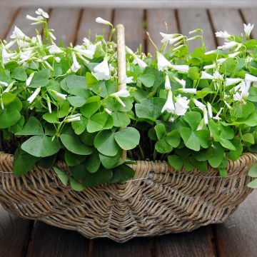 Oxalis triangularis subsp.papilionacea 