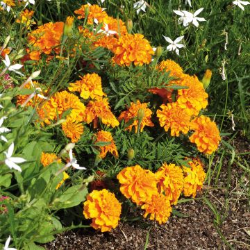 Marigold Bonanza Orange