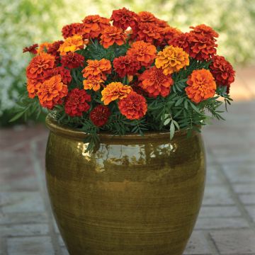 Tagetes  erecta Fireball