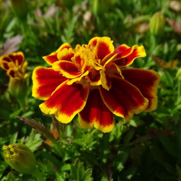 Tagetes patula Queen Yellow Fire
