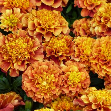 French Marigold Strawberry Blonde - Tagetes patula