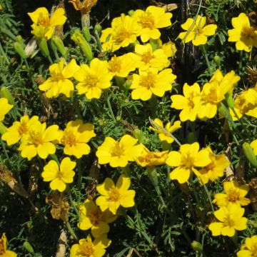 Signet Marigold Lemon Gem - Tagetes tenuifolia