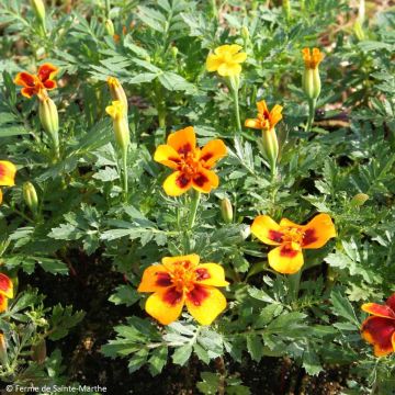 Tagetes patula 