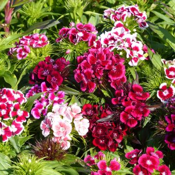 Sweet William Auricula Eyed Mixed Seeds - Dianthus barbatus