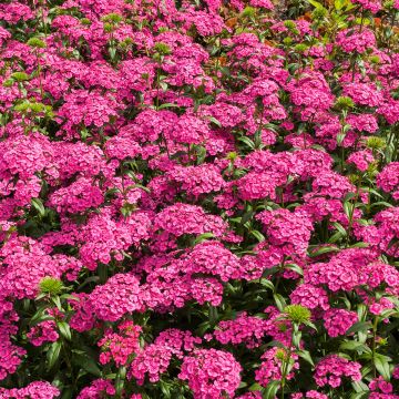 Œillet de poète Jolt Pink - Dianthus barbatus