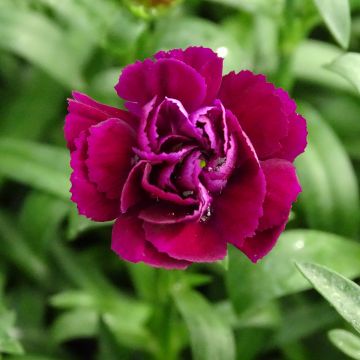 Dianthus Sunflor Beetle