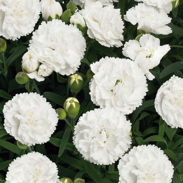 Dianthus barbatus Sooty, Oeillet