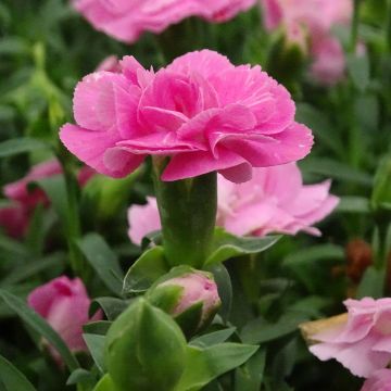 Dianthus Sunflor Evert