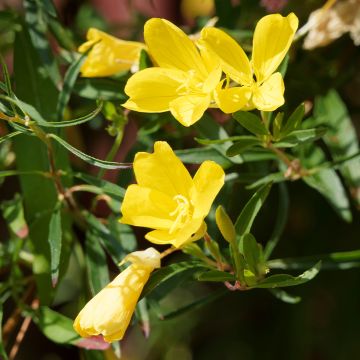 Oenothera fruticosa African Sun - Evening Primrose