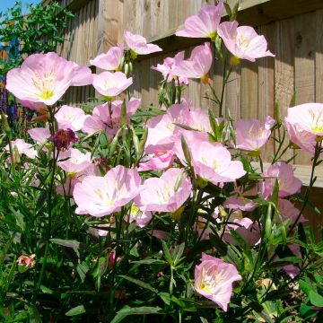 Oenothera speciosa Twilight - Evening Primrose