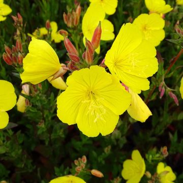 Oenothera fruticosa Hohes Licht - Evening Primrose