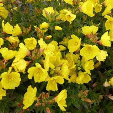 Oenothera fruticosa Michelle Ploeger - Evening Primrose