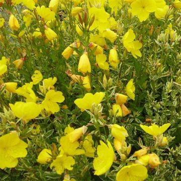 Oenothera fruticosa Silberblatt - Oenothère à feuilles linéaires Silberblatt - Onagre à feuilles panachées