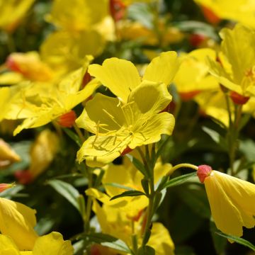 Oenothera fruticosa Sonnenwende - Evening Primrose