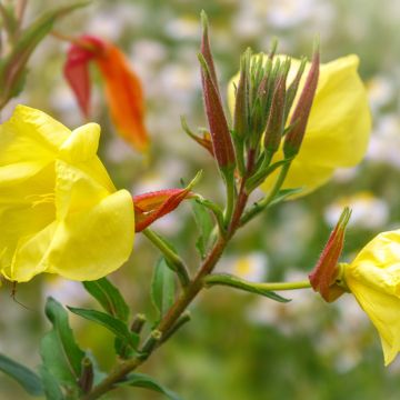 Oenothera glazioviana - Evening Primrose