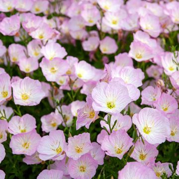 Oenothère, Oenothera speciosa