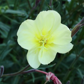 Oenothera stricta Sulphurea - Evening Primrose