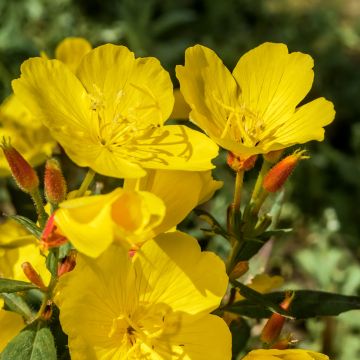 Oenothera tetragona - Onagre tétragone