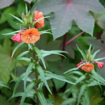 Oenothère, Oenothera versicolor Sunset Boulevard