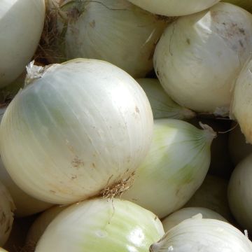 White Onion De Rebouillon