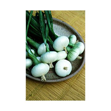 Early White Onion of Paris - Allium cepa