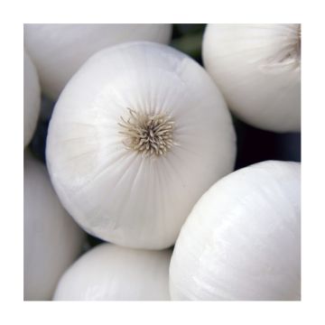 White Onion De Vaugirard