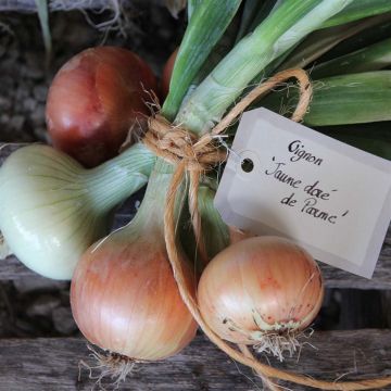 Oignon Doré Di Parma Bio - Ferme de Sainte Marthe