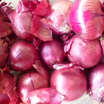 Red Onion Pâle de Niort - Allium cepa
