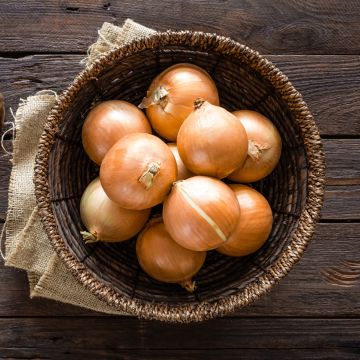 Santero F1 Rijnsburger type Onion - Allium cepa