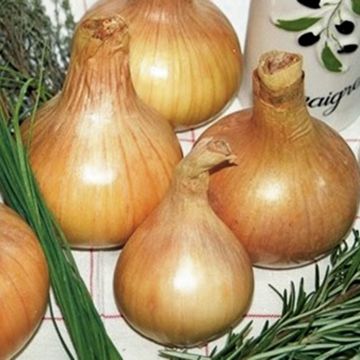 Sturon Onion plants - Allium cepa